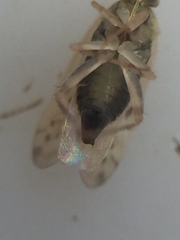 Monospatha distincta
