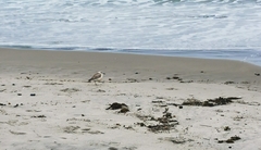 Charadrius obscurus aquilonius