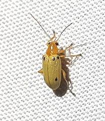 Metaxyonycha guttifera