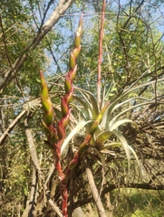 Tillandsia makoyana