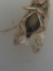 Monospatha distincta