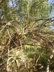 Tillandsia makoyana