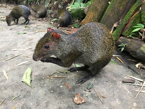 Central American Agouti, Parque de la Vida, Armenia, Quindío, CO, photo 7 of 10