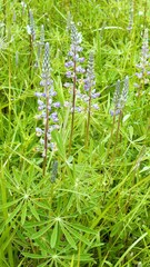 Lupinus oreganus
