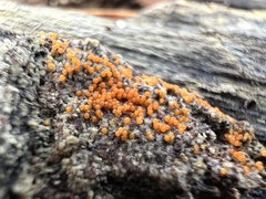 Hydropisphaera