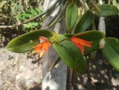 Guarianthe aurantiaca
