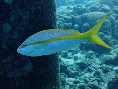 Ocyurus chrysurus