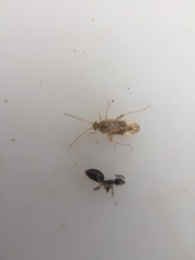 Monospatha distincta