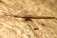 Pseudophasma unicolor