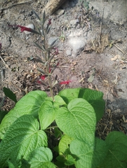 Salvia longistyla