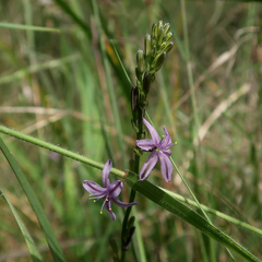 Caesia calliantha