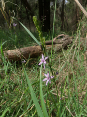 Caesia calliantha