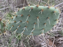 Opuntia semispinosa