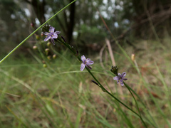 Caesia calliantha