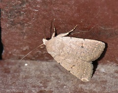Caradrina aspersa