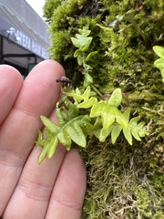 Polypodium glycyrrhiza