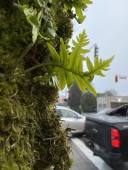 Polypodium glycyrrhiza