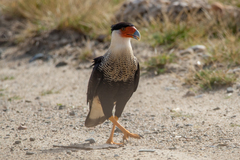 Caracara plancus cheriway