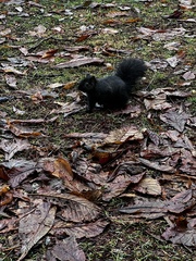 Sciurus carolinensis