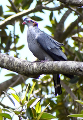 Lopholaimus antarcticus