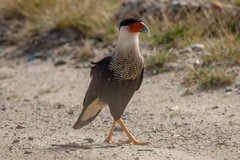 Caracara plancus cheriway