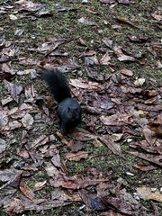 Sciurus carolinensis
