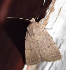 Caradrina aspersa