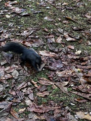 Sciurus carolinensis