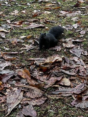 Sciurus carolinensis