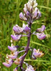 Lupinus oreganus