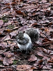 Sciurus carolinensis