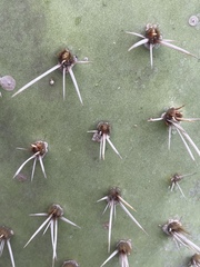 Opuntia semispinosa