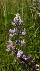 Lupinus oreganus
