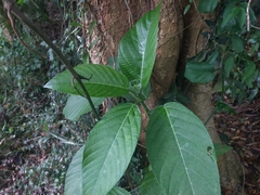 Dendrocnide meyeniana