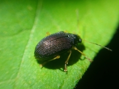 Colaspis