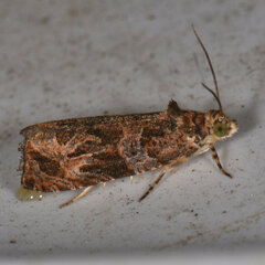 Olethreutes nigranum