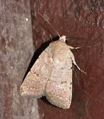 Caradrina aspersa
