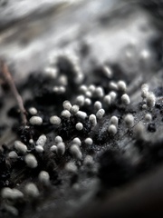 Arcyria cinerea