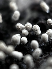 Arcyria cinerea