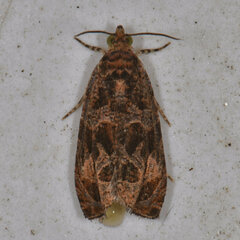 Olethreutes nigranum