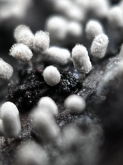 Arcyria cinerea