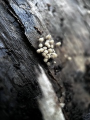 Arcyria cinerea