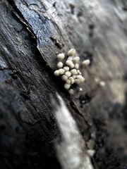 Arcyria cinerea