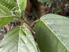 Dendrocnide meyeniana