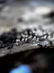 Arcyria cinerea
