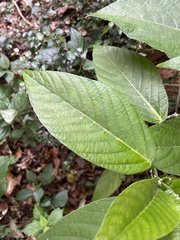 Dendrocnide meyeniana