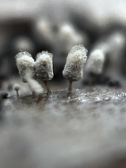 Arcyria cinerea