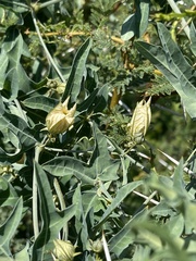 Coccinia sessilifolia sessilifolia