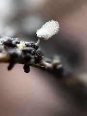 Arcyria cinerea