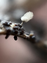 Arcyria cinerea